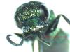 Chrysis sp.